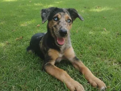 Cachorro raça SRD-ViraLata idade 2 a 6 meses nome Nevasca