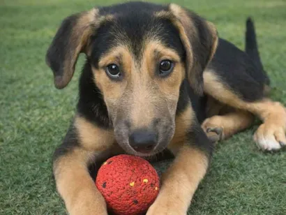 Cachorro raça SRD-ViraLata idade 2 a 6 meses nome Thor