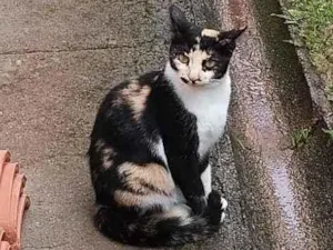 Gatinha tricolor castrada
