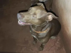 Cachorro raça Pit-Bull idade 2 anos nome Willy