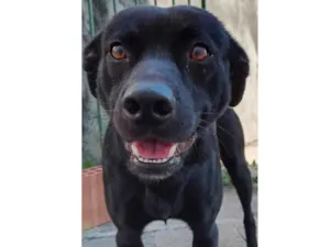 Cachorro raça SRD-ViraLata idade 1 ano nome Café 