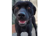 Cachorro raça SRD-ViraLata idade 1 ano nome Café 