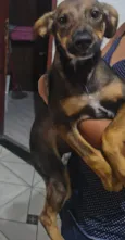 Cachorro raça SRD-ViraLata idade 7 a 11 meses nome Pretinho 