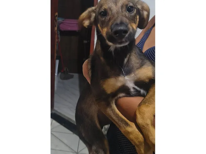 Cachorro raça SRD-ViraLata idade 7 a 11 meses nome Pretinho 