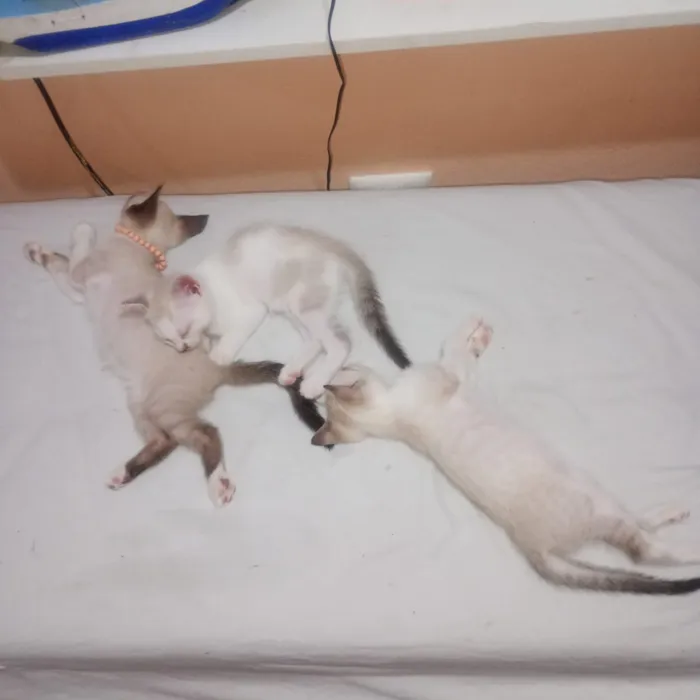 Gato raça SRD-ViraLata idade 2 a 6 meses nome Sem nome