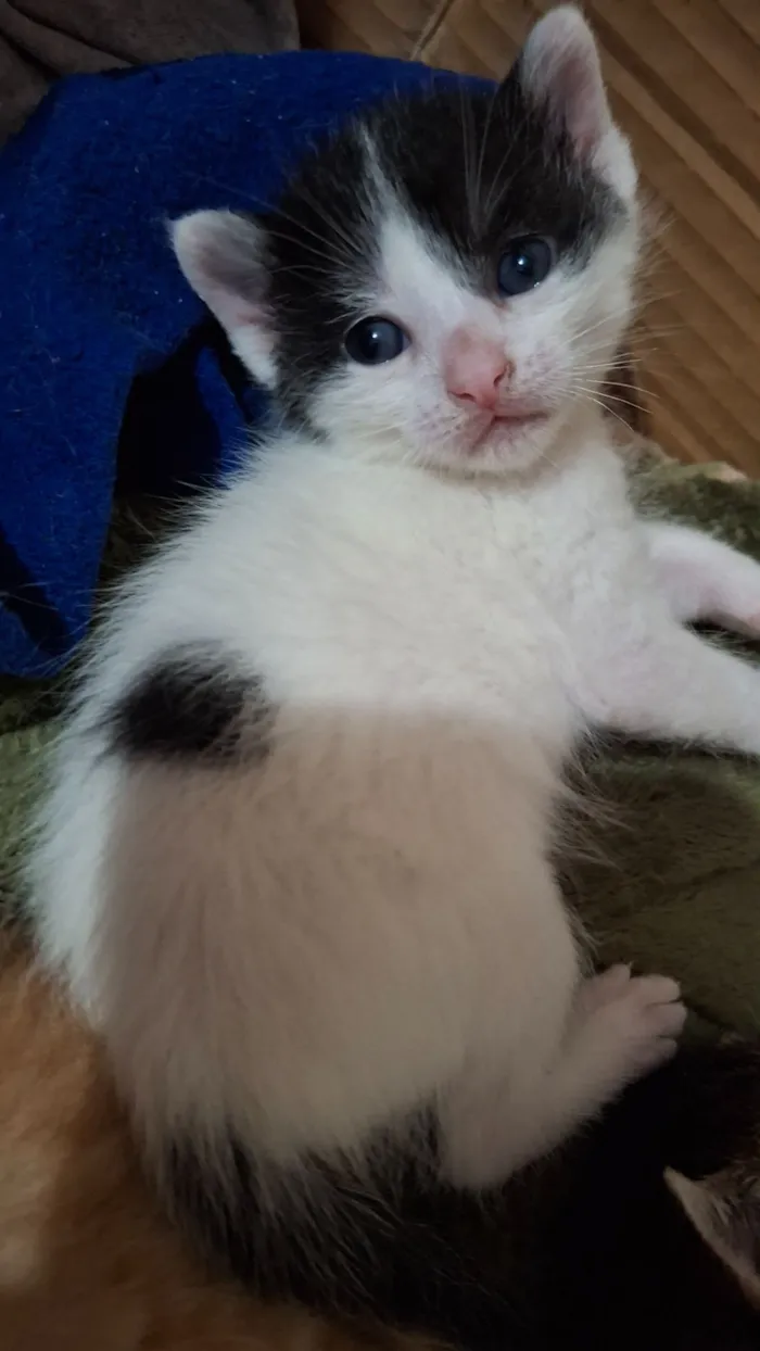 Gato raça SRD-ViraLata idade 2 a 6 meses nome snoopy