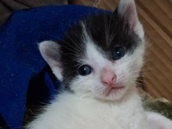 Gato raça SRD-ViraLata idade 2 a 6 meses nome snoopy