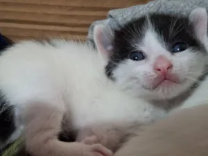 Gato raça SRD-ViraLata idade 2 a 6 meses nome snoopy