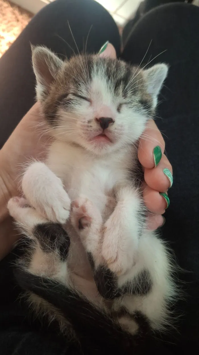 Gato raça SRD-ViraLata idade 2 a 6 meses nome resmungão