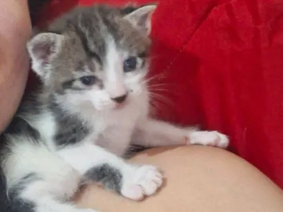 Gato raça SRD-ViraLata idade 2 a 6 meses nome resmungão