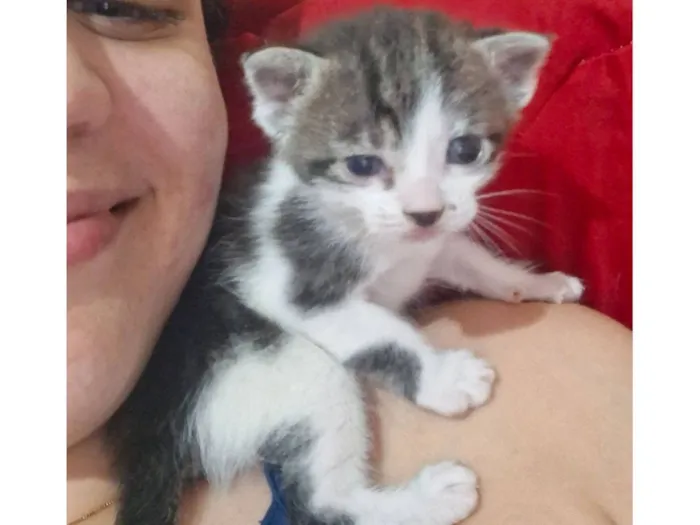 Gato raça SRD-ViraLata idade 2 a 6 meses nome resmungão