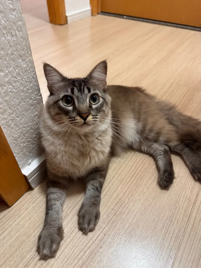 Gato raça SRD-ViraLata idade 1 ano nome Juliano