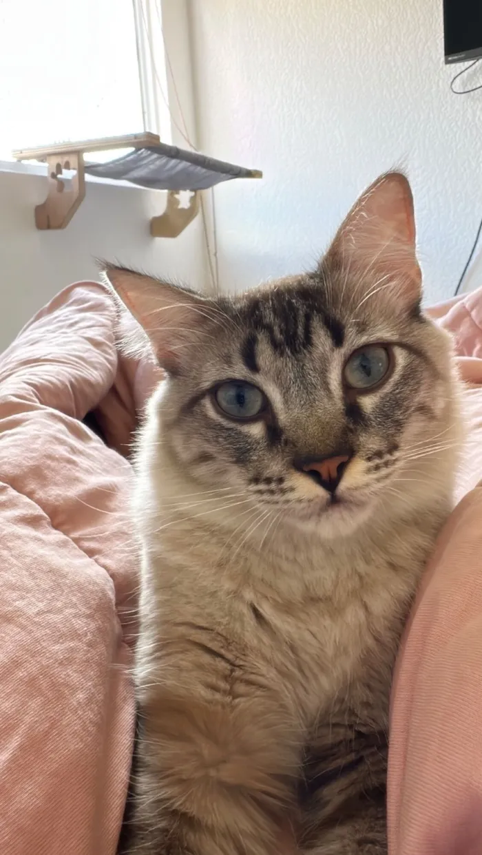 Gato raça SRD-ViraLata idade 1 ano nome Juliano