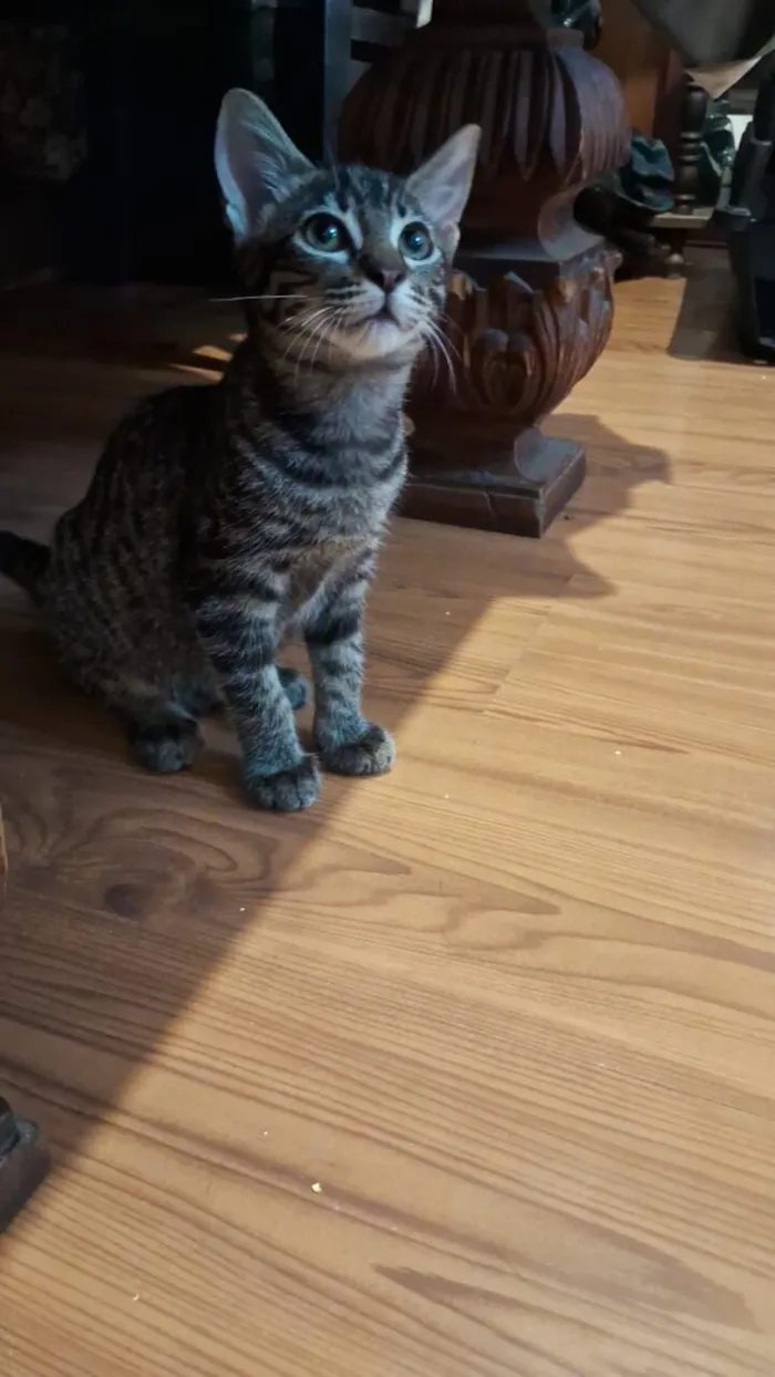 Gato raça SRD-ViraLata idade 2 a 6 meses nome Nix