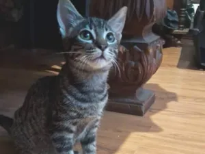 Gato raça SRD-ViraLata idade 2 a 6 meses nome Nix