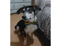 Cachorro raça SRD-ViraLata idade 2 anos nome Fred