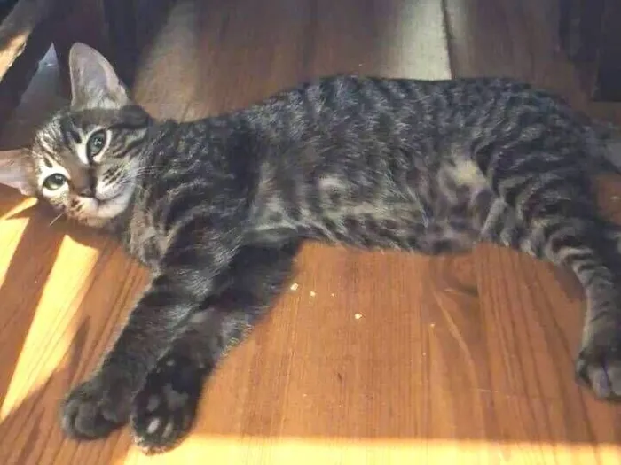 Gato raça SRD-ViraLata idade 2 a 6 meses nome Nix