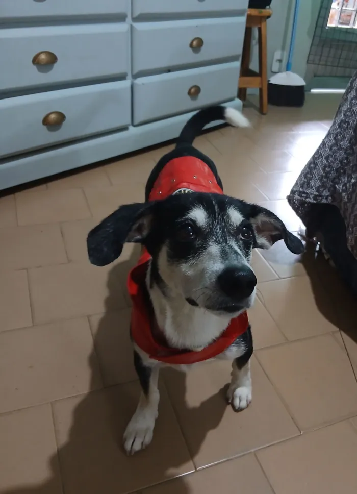Cachorro raça SRD-ViraLata idade 2 anos nome Fred