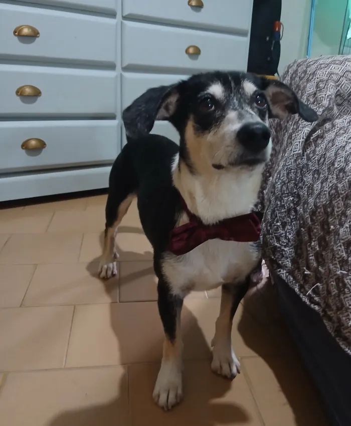 Cachorro raça SRD-ViraLata idade 2 anos nome Fred