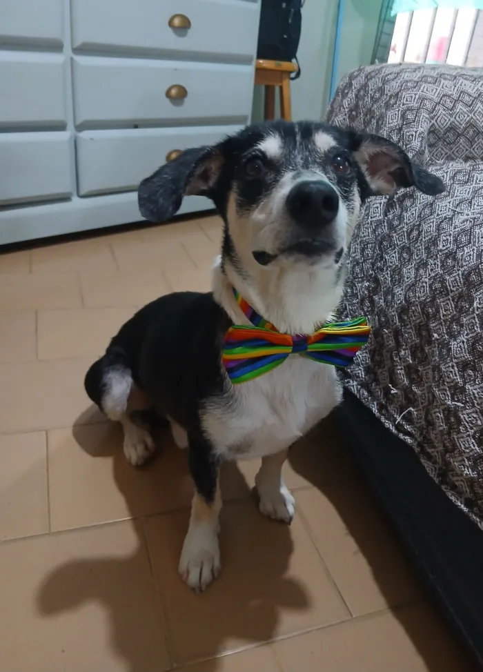 Cachorro raça SRD-ViraLata idade 2 anos nome Fred