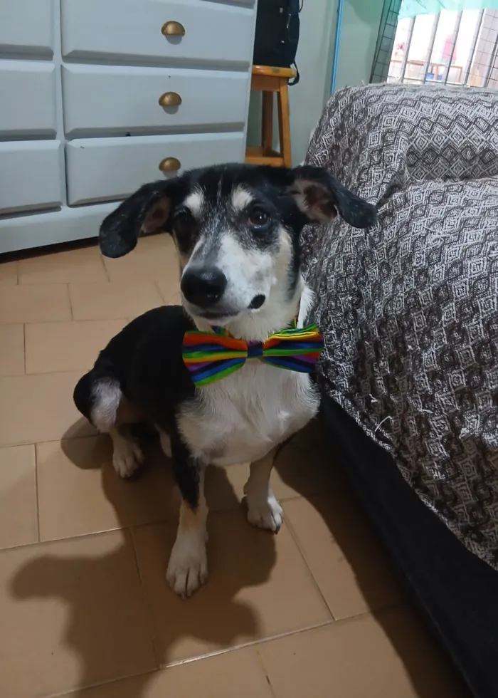 Cachorro raça SRD-ViraLata idade 2 anos nome Fred