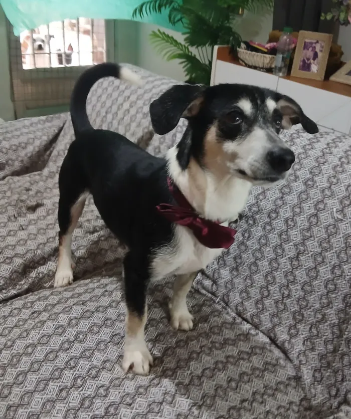 Cachorro raça SRD-ViraLata idade 2 anos nome Fred