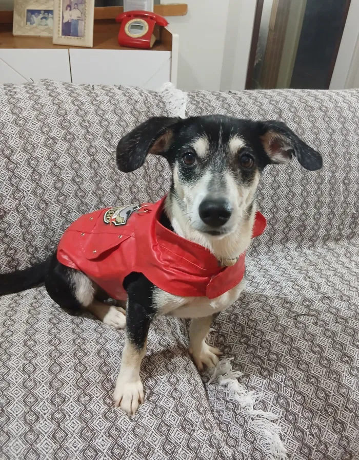 Cachorro raça SRD-ViraLata idade 2 anos nome Fred