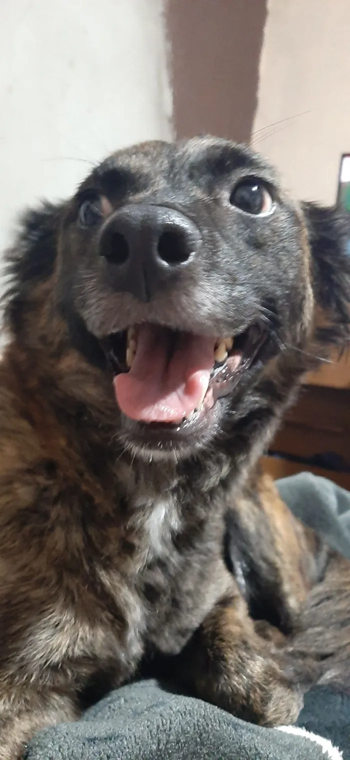 Cachorro raça SRD-ViraLata idade 5 anos nome Marcos Roberto de Proença