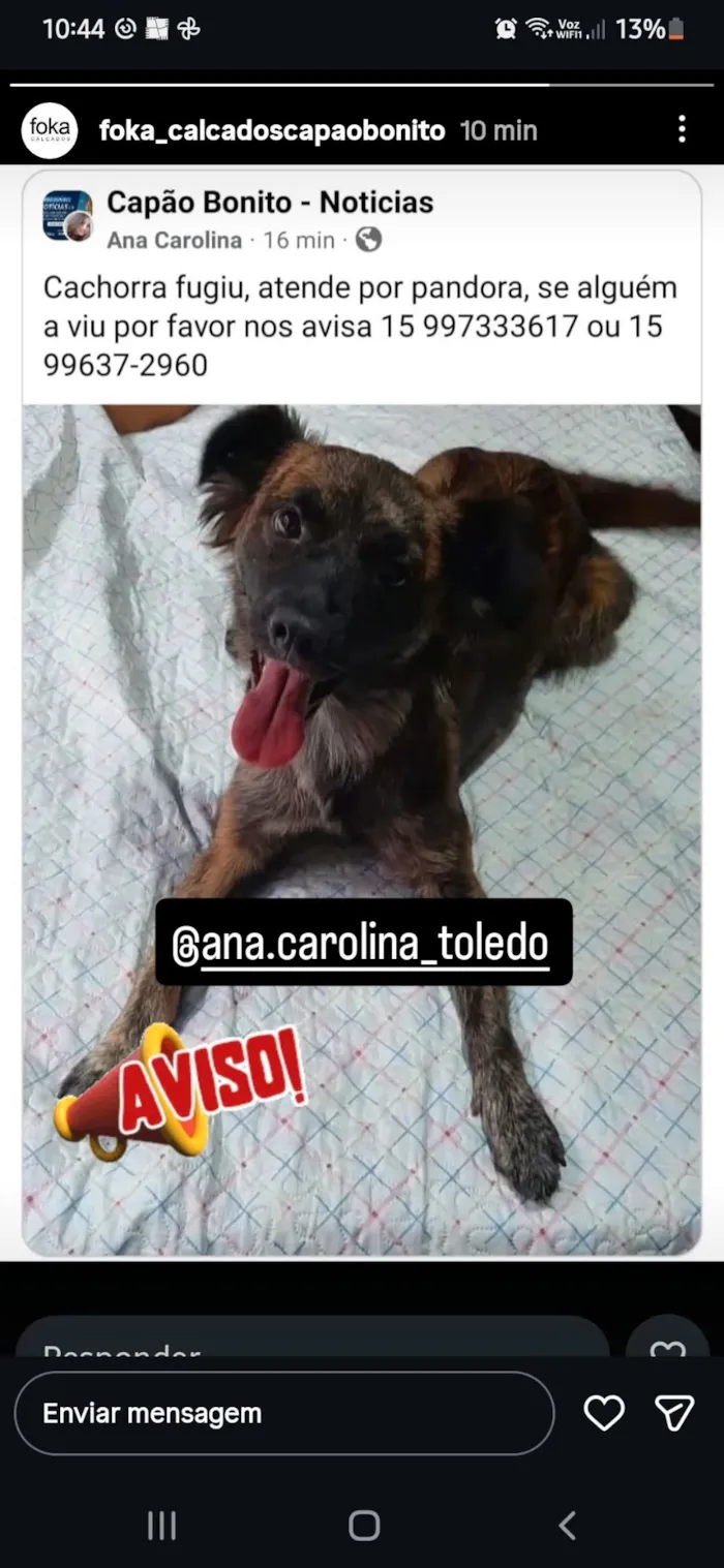 Cachorro raça SRD-ViraLata idade 5 anos nome Marcos Roberto de Proença