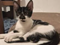 Gato raça SRD-ViraLata idade 2 a 6 meses nome Sofia