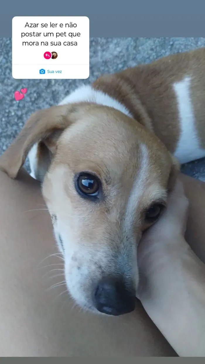 Cachorro raça SRD-ViraLata idade 6 ou mais anos nome Tody 