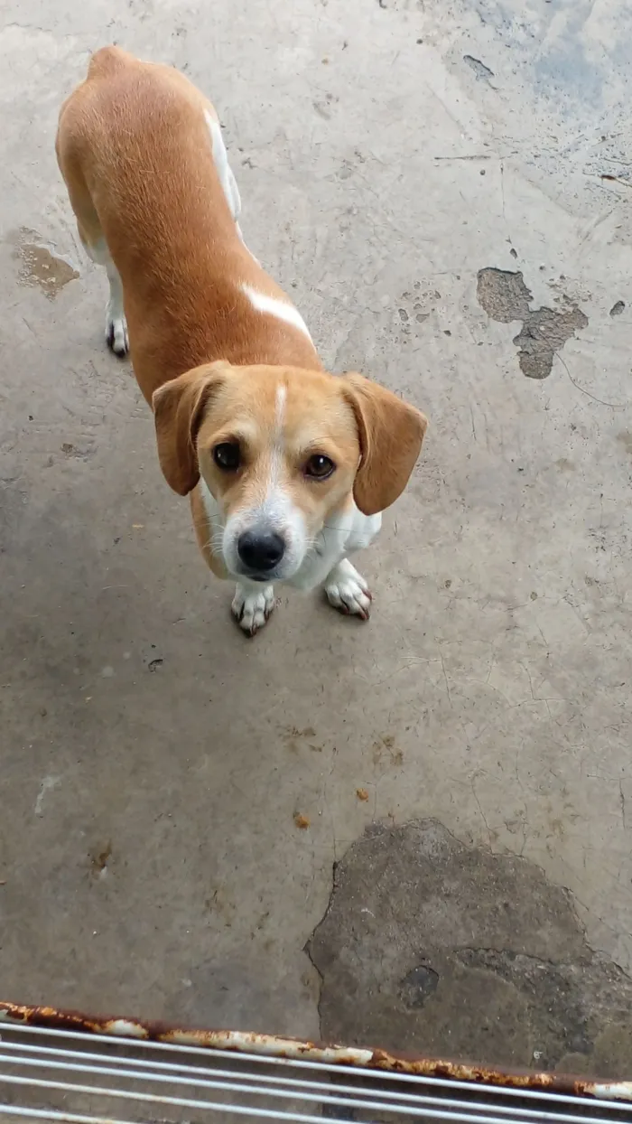 Cachorro raça SRD-ViraLata idade 6 ou mais anos nome Tody 