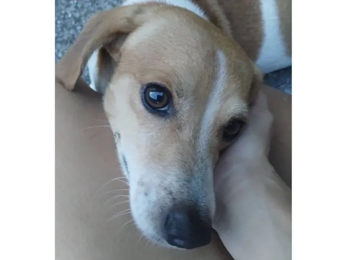 Cachorro raça SRD-ViraLata idade 6 ou mais anos nome Tody 