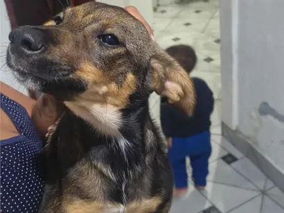 Cachorro raça SRD-ViraLata idade 7 a 11 meses nome Pretinho 