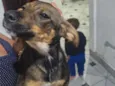 Cachorro raça SRD-ViraLata idade 7 a 11 meses nome Pretinho 