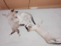 Gato raça SRD-ViraLata idade 2 a 6 meses nome Sem nome