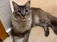 Gato raça SRD-ViraLata idade 1 ano nome Juliano