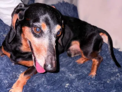 Cachorro raça Basset-Cofap idade 2 a 6 meses nome Boster 