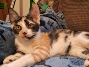 Gato raça SRD-ViraLata idade 2 a 6 meses nome Mabel