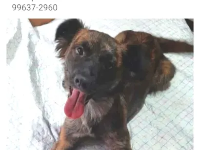 Cachorro raça SRD-ViraLata idade 5 anos nome Marcos Roberto de Proença