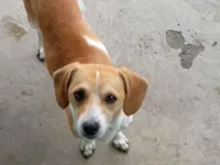 Cachorro raça SRD-ViraLata idade 6 ou mais anos nome Tody 