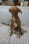 Cachorro raça SRD-ViraLata idade 2 a 6 meses nome Matteo