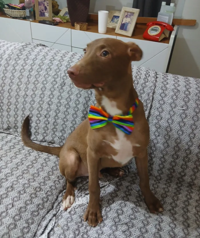 Cachorro raça SRD-ViraLata idade 2 a 6 meses nome Matteo