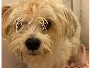 Cachorro raça SRD-ViraLata idade 2 anos nome Caetano 