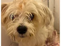 Cachorro raça SRD-ViraLata idade 2 anos nome Caetano 