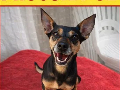 Cachorro raça SRD-ViraLata idade Abaixo de 2 meses nome Binha