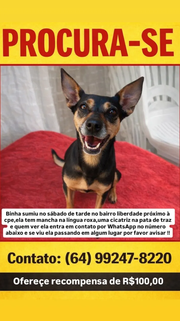 Cachorro raça SRD-ViraLata idade Abaixo de 2 meses nome Binha