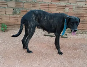 Cachorro raça SRD-ViraLata idade 6 ou mais anos nome Bela