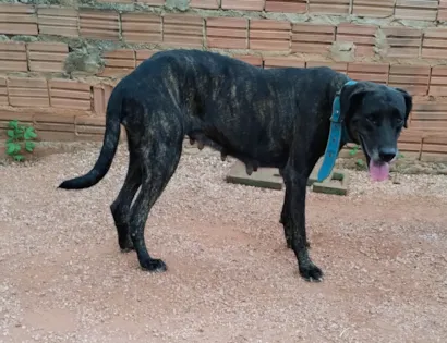 Cachorro raça SRD-ViraLata idade 6 ou mais anos nome Bela