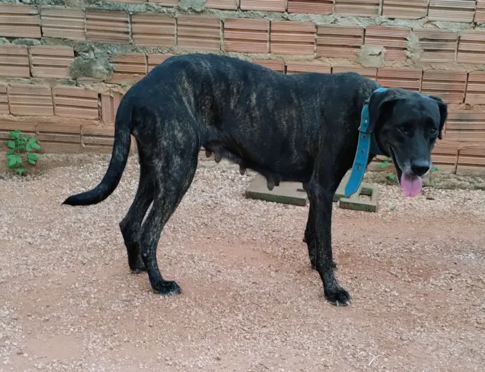 Cachorro raça SRD-ViraLata idade 6 ou mais anos nome Bela